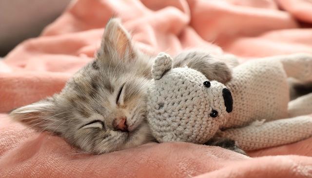 猫咪睡在主人衣服上的五大理由，原来它们这么爱主人！