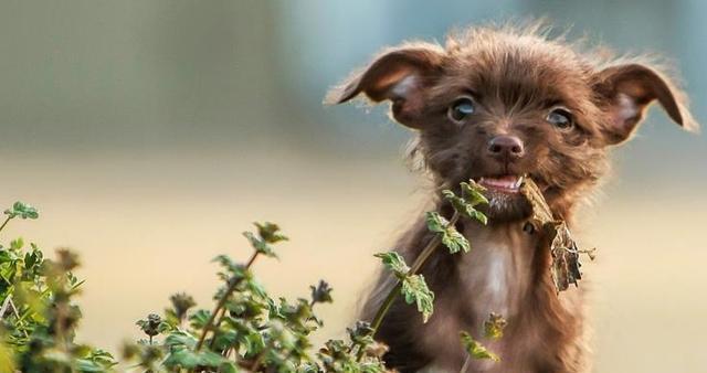 狗狗不舒服就会找“树叶”吃？原因可能你想不到