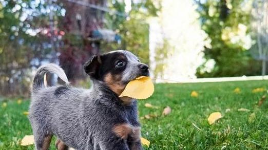 狗狗不舒服就会找“树叶”吃?原因可能你想不到