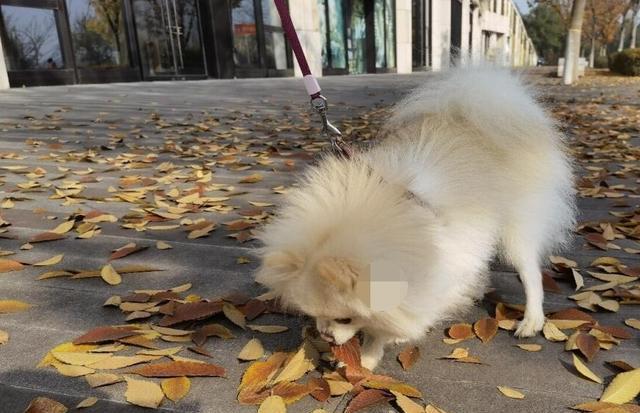 狗狗不舒服就会找“树叶”吃?原因可能你想不到