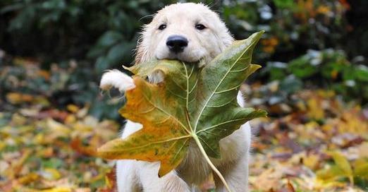 狗狗不舒服就会找“树叶”吃?原因可能你想不到
