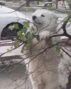 狗狗不舒服就会找“树叶”吃?原因可能你想不到