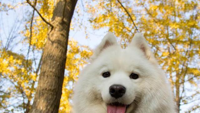 狗狗不舒服就会找“树叶”吃?原因可能你想不到