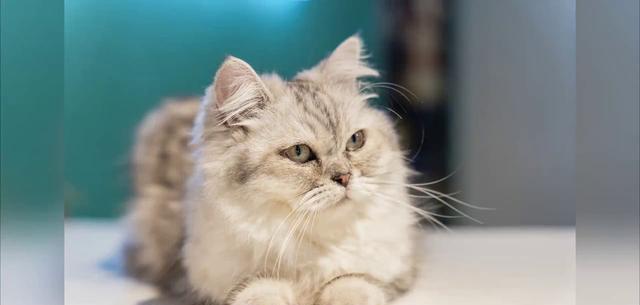 从源头上解决猫猫身上跳蚤的问题——最全面的清除方法!