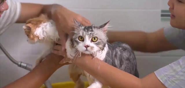 从源头上解决猫猫身上跳蚤的问题——最全面的清除方法!