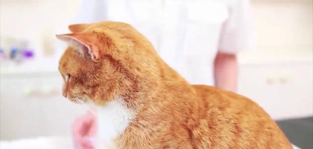 从源头上解决猫猫身上跳蚤的问题——最全面的清除方法!