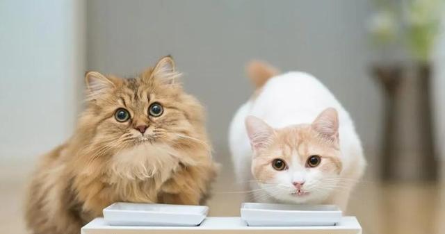 猫咪为什么会发出呼噜声，发出呼噜声代表了什么呢？预防一下疾病