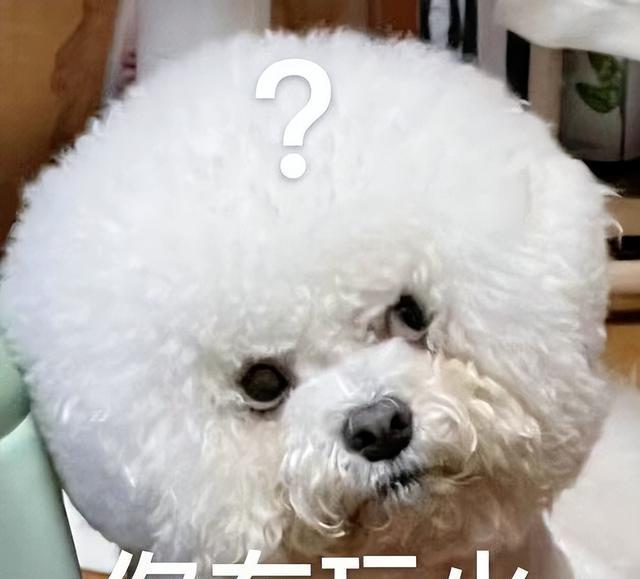 养比熊的“五大禁忌”有哪些？很多人都会犯