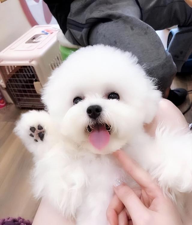 养比熊的“五大禁忌”有哪些?很多人都会犯