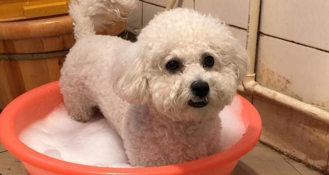 养比熊的“五大禁忌”有哪些?很多人都会犯