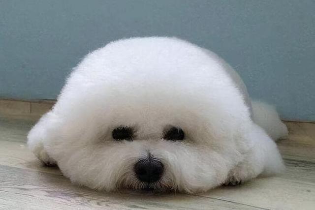 养比熊的“五大禁忌”有哪些?很多人都会犯