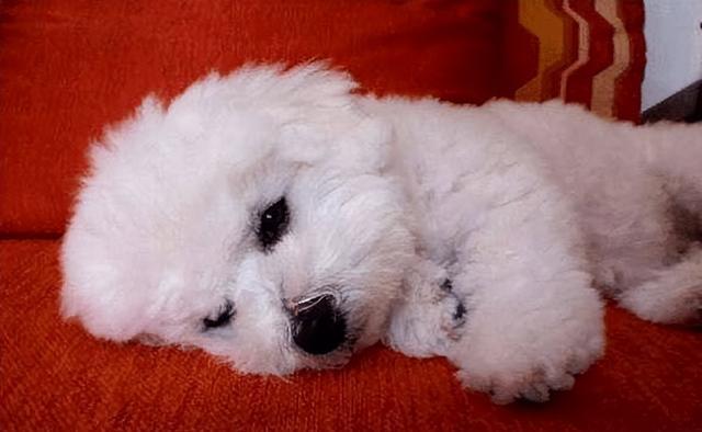 养比熊的“五大禁忌”有哪些?很多人都会犯