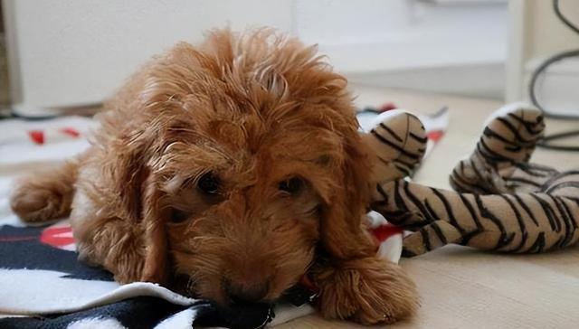 泰迪非常“思念”主人，会有的6种表现，遮掩不住