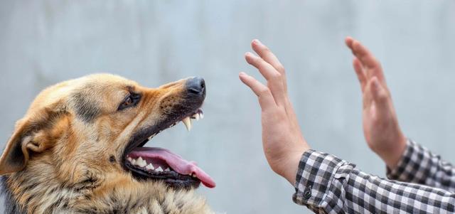 注射了狂犬病疫苗也没用？与狂犬病毒赛跑！医生：注意被咬部位！