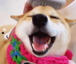 这些撸狗方式，会让狗狗“沉迷其中，无法自拔”