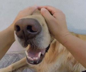 这些撸狗方式,会让狗狗“沉迷其中,无法自拔”