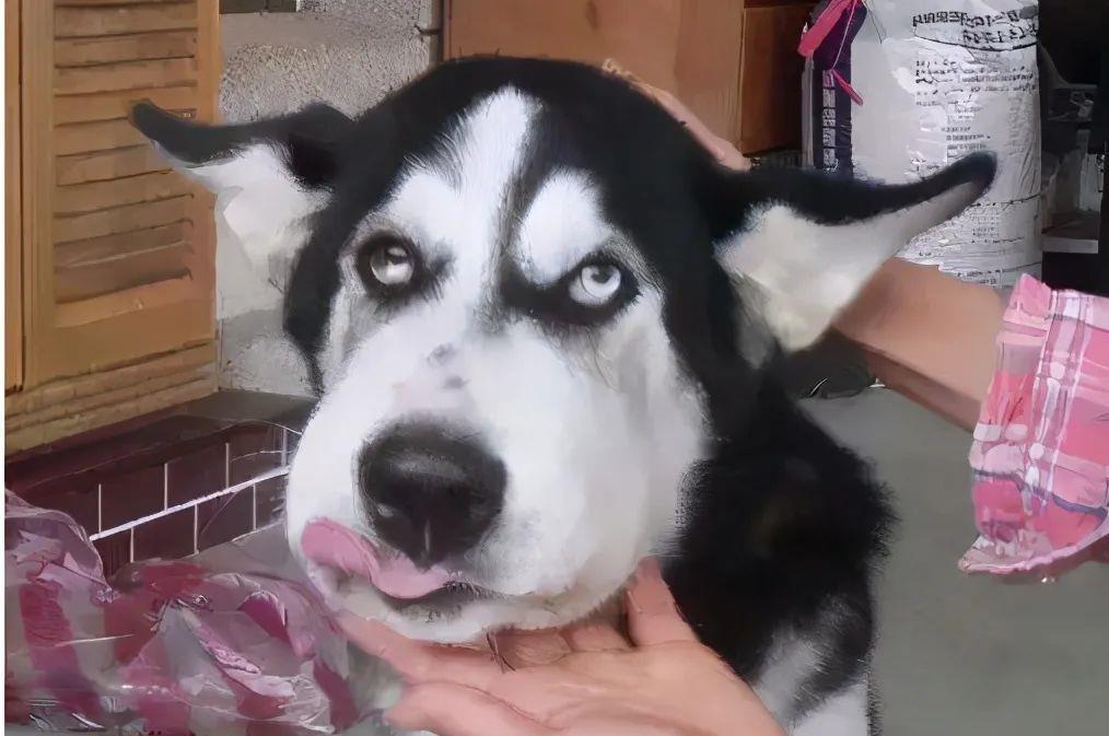 这些撸狗方式,会让狗狗“沉迷其中,无法自拔”