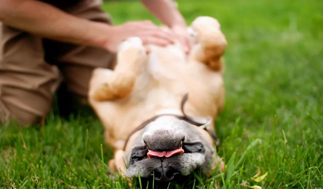 这些撸狗方式,会让狗狗“沉迷其中,无法自拔”