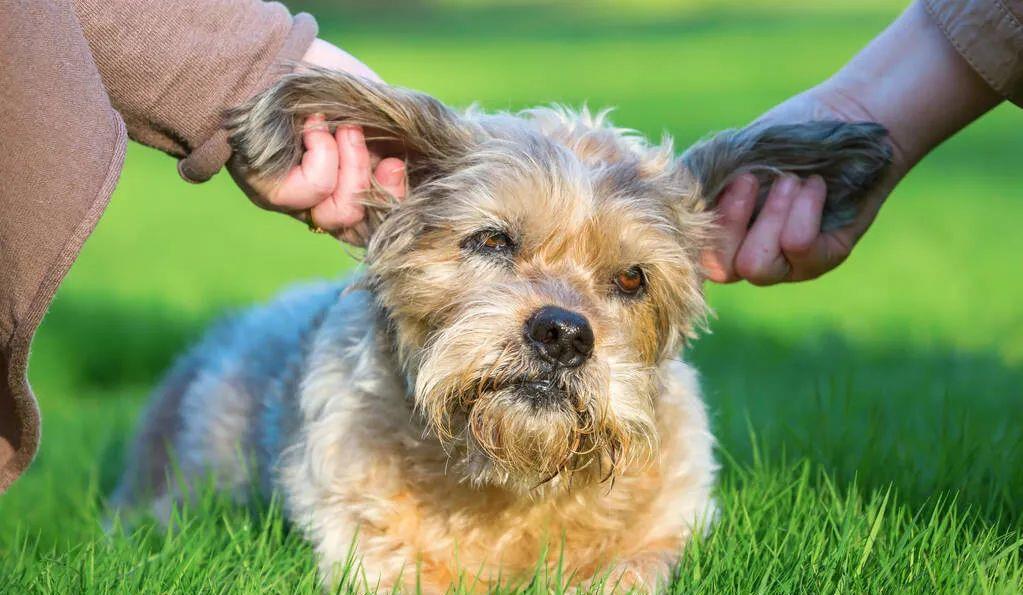 这些撸狗方式,会让狗狗“沉迷其中,无法自拔”