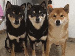 这些撸狗方式,会让狗狗“沉迷其中,无法自拔”