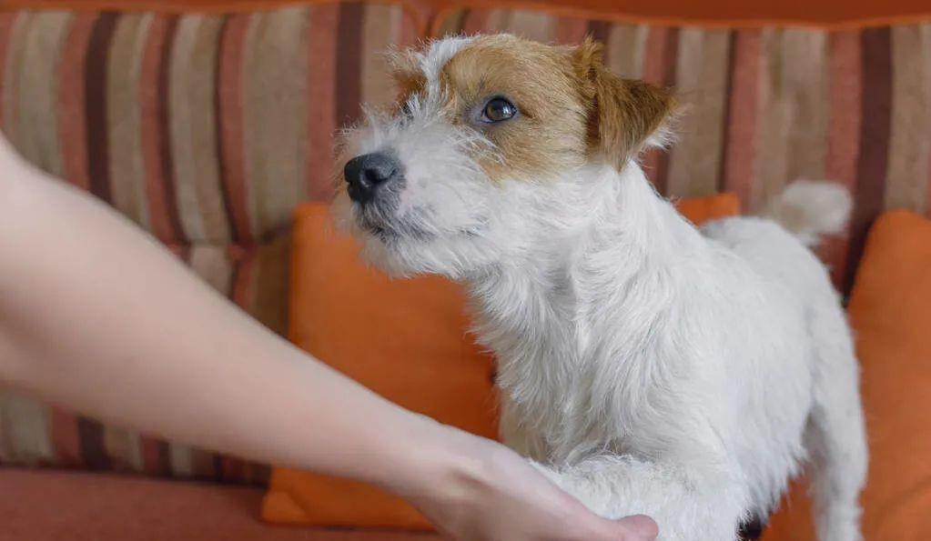 这些撸狗方式,会让狗狗“沉迷其中,无法自拔”