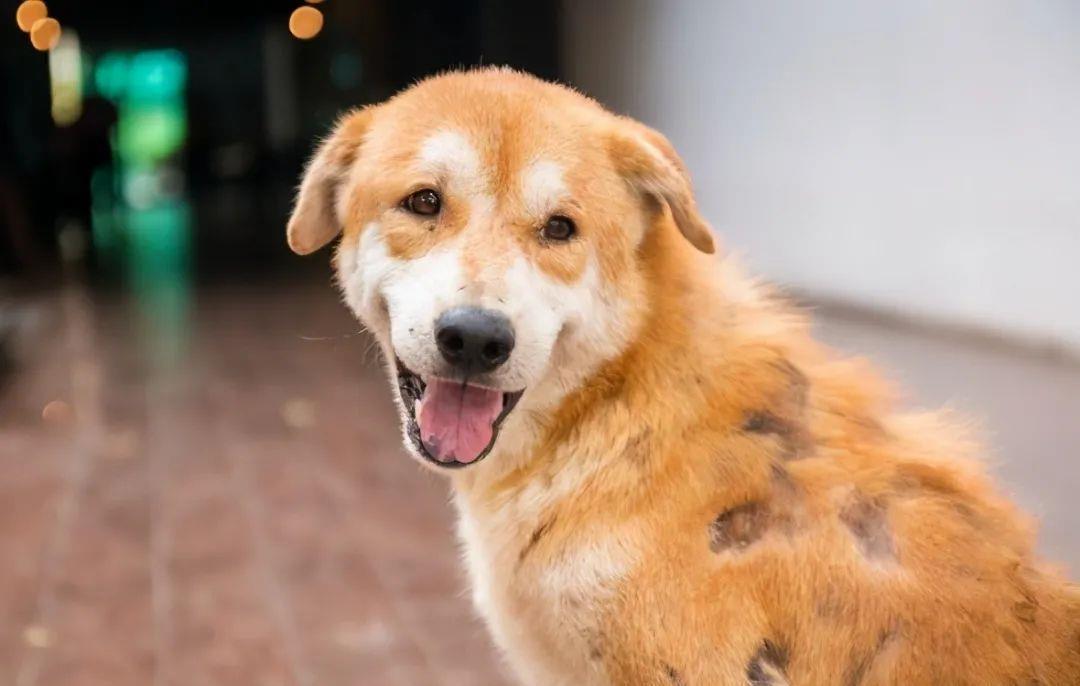 这些撸狗方式,会让狗狗“沉迷其中,无法自拔”