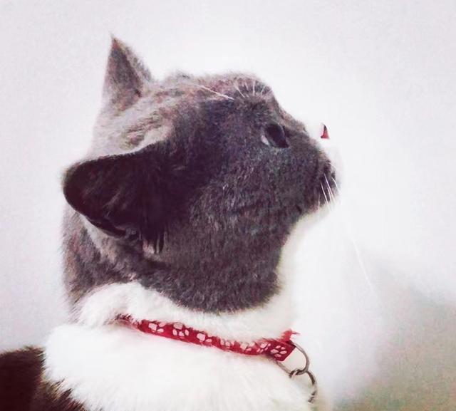 千万不要剥夺小猫的乐趣，看了这篇文章你会明白