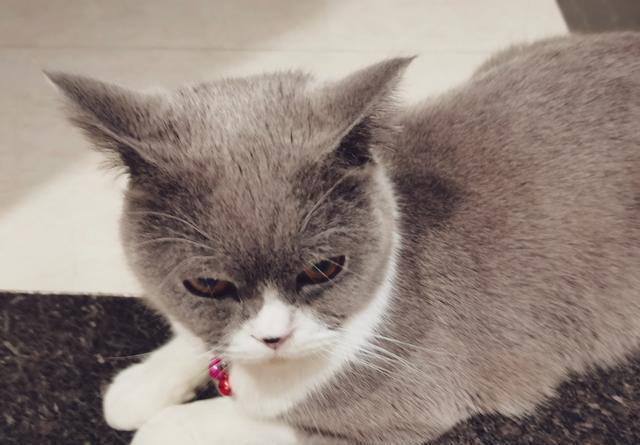 千万不要剥夺小猫的乐趣,看了这篇文章你会明白