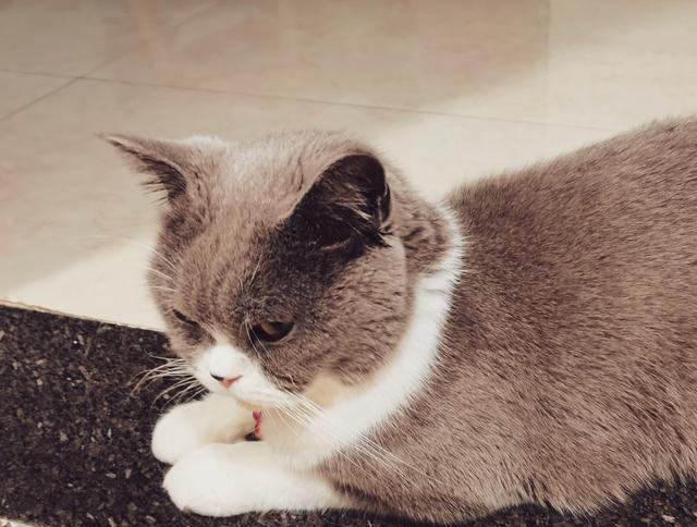 千万不要剥夺小猫的乐趣,看了这篇文章你会明白