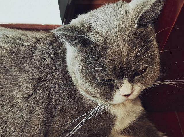 千万不要剥夺小猫的乐趣,看了这篇文章你会明白