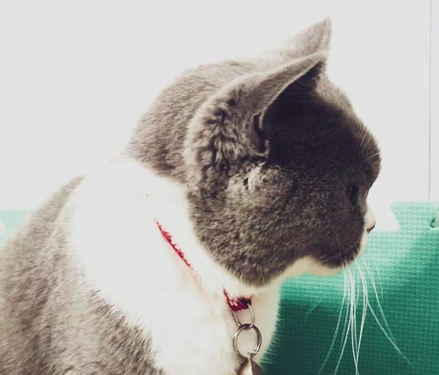 千万不要剥夺小猫的乐趣,看了这篇文章你会明白