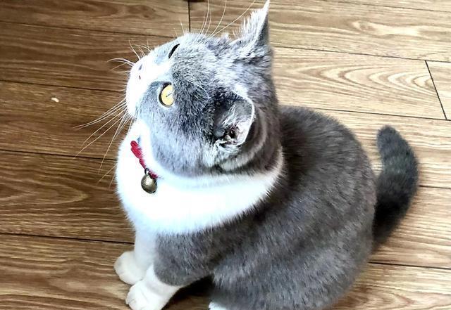 千万不要剥夺小猫的乐趣,看了这篇文章你会明白