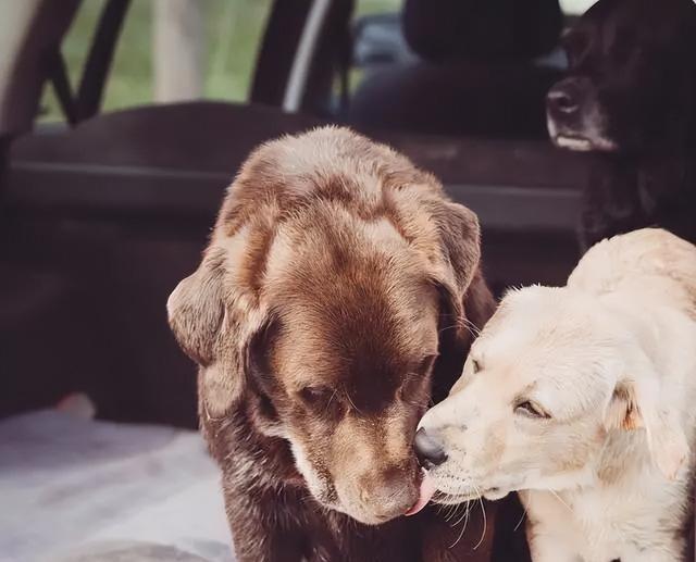 与狗狗建立深厚感情的秘密武器