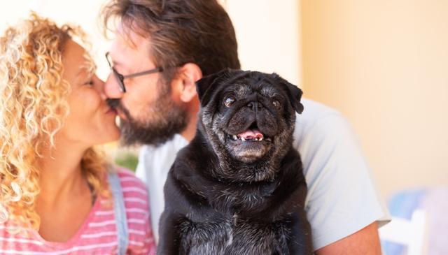 与狗狗建立深厚感情的秘密武器