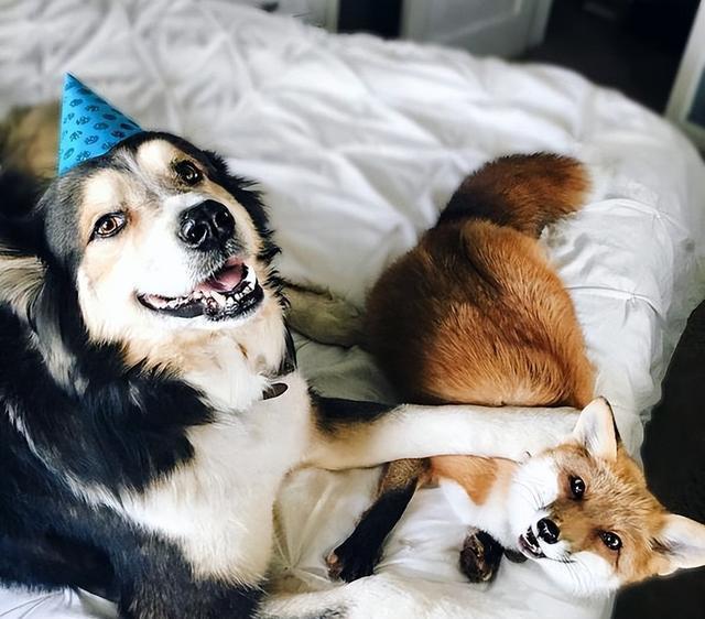 与狗狗建立深厚感情的秘密武器