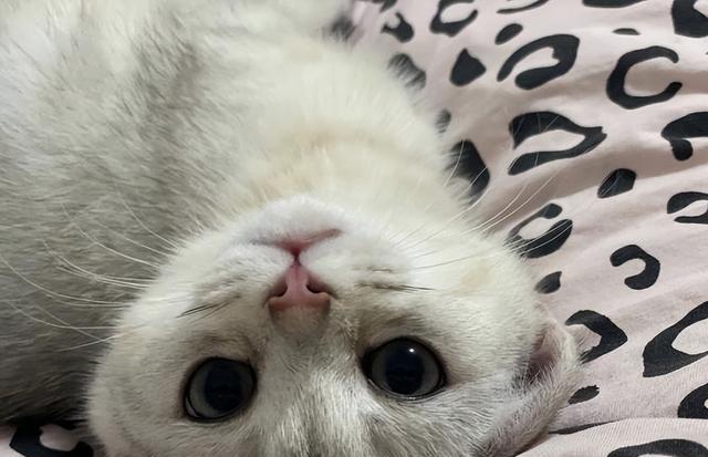 猫咪把你当‘妈妈’7个表现，你注意到了吗？