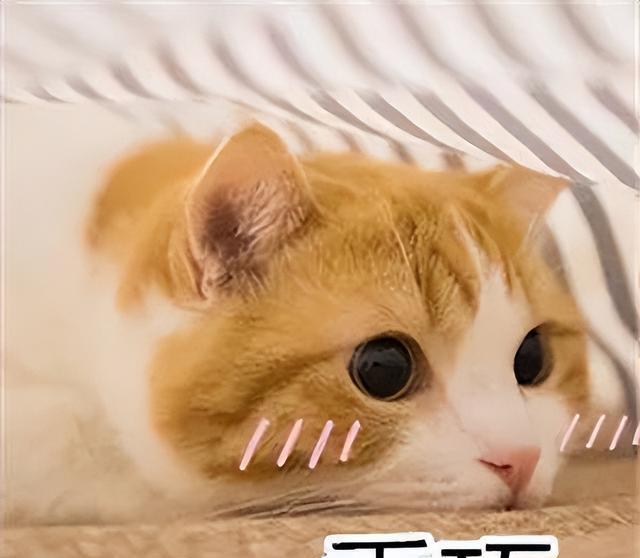 一只“懂事”的猫，会有这些表现，瞧瞧你家猫乖不？