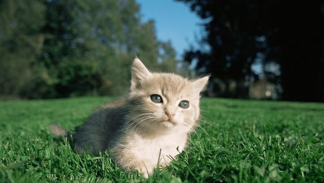 猫咪笑是真的开心吗,它是如何表达自己开心呢?