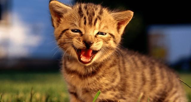 猫咪笑是真的开心吗,它是如何表达自己开心呢?