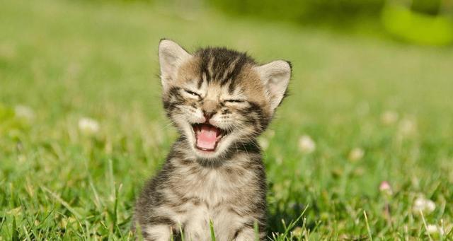 猫咪笑是真的开心吗,它是如何表达自己开心呢?