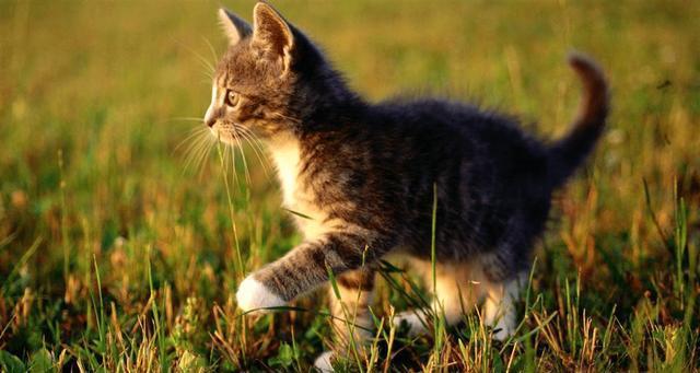 猫咪笑是真的开心吗,它是如何表达自己开心呢?