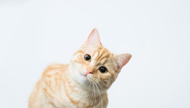 让猫咪轻松学会的4个词语,让你的宠物变得更聪明!