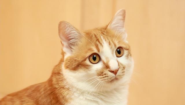 让猫咪轻松学会的4个词语,让你的宠物变得更聪明!