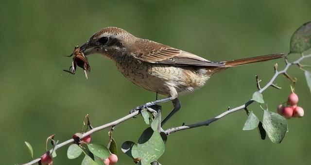 为何养鸟者夜晚需为其遮盖笼布？