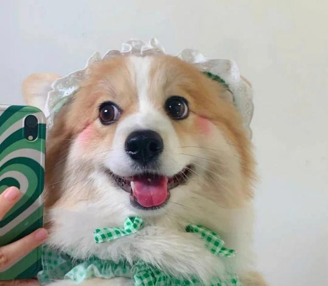 如何让你的狗狗更爱你