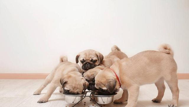 想不明白为什么狗会护食？