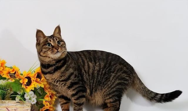 你知道中华田园猫中的大哥是谁吗？居然不是狸花猫！