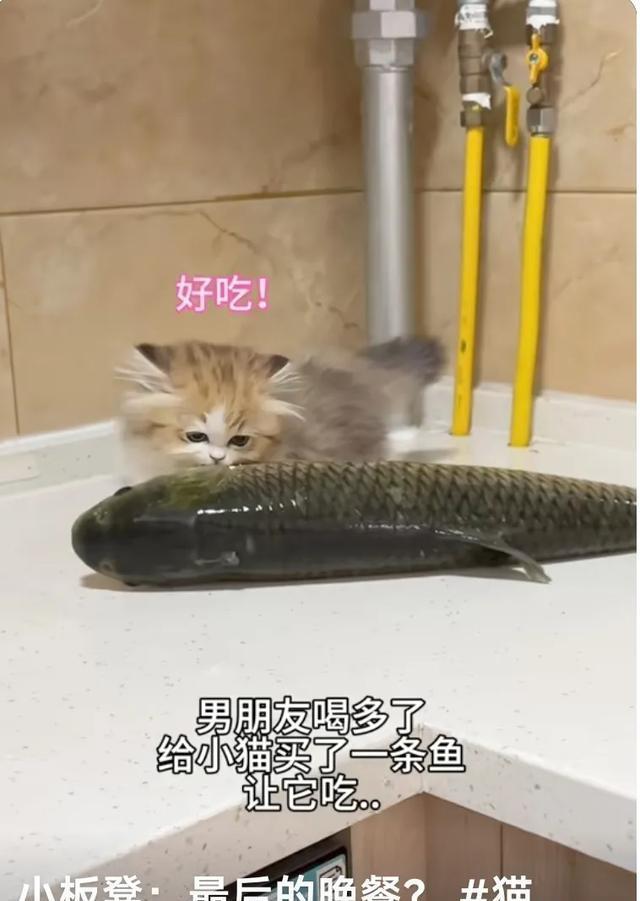 当小猫咪遭遇大鱼的奇妙瞬间