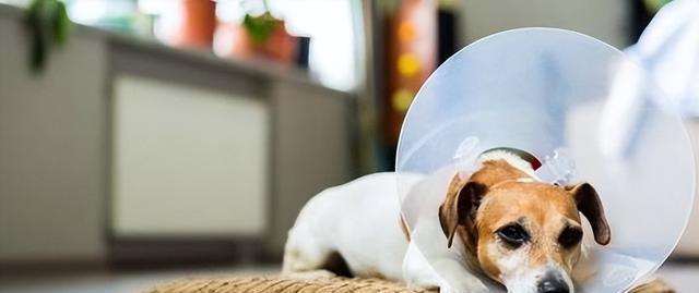 宠物术后如何照护？铲屎官要牢记这几点！