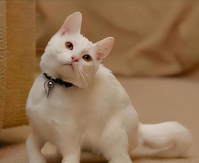 强势科普，猫咪“缺钙”危害大，如何迅速给它补钙？